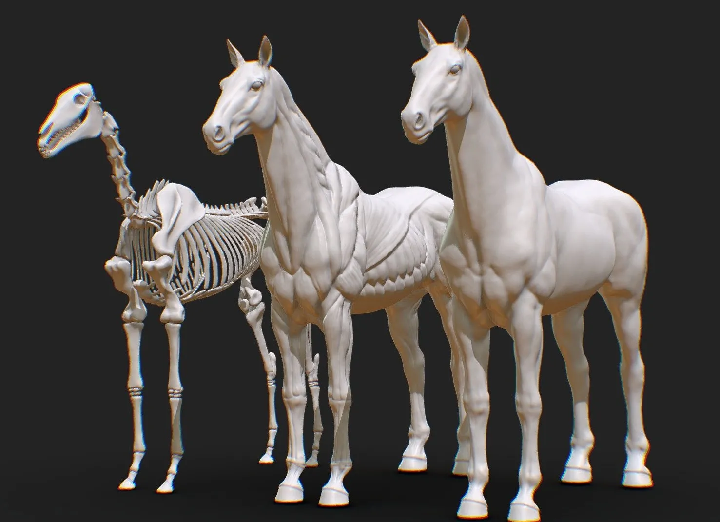 PBR Game 3D Models – Animal Horse Anatomy Skin Ecoche