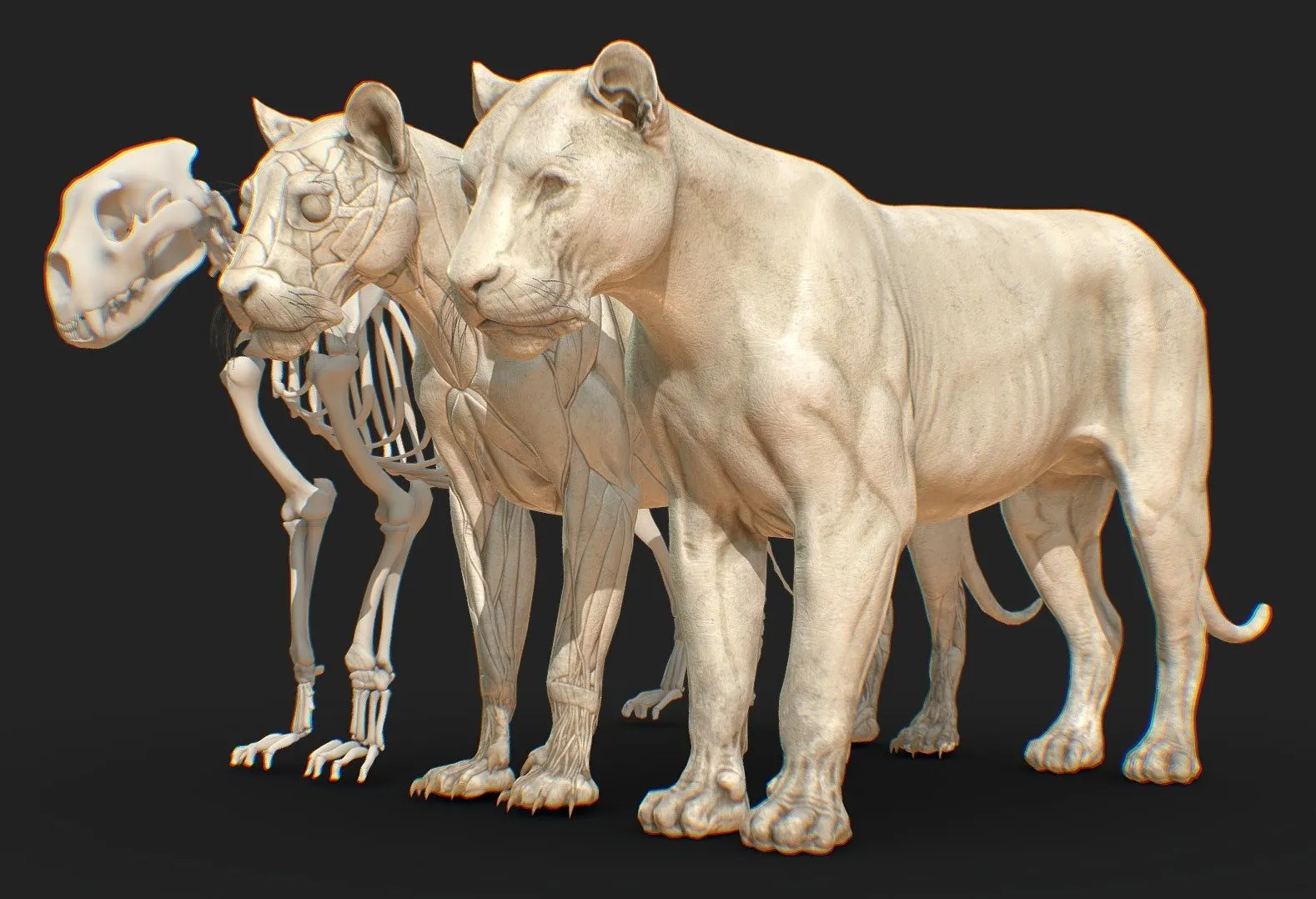 PBR Game 3D Models – Animal Lion Anatomy Skin Ecorche