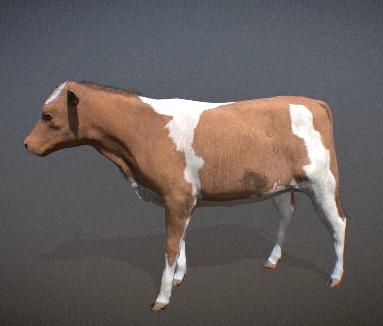 PBR Game 3D Models – Animalia Cow Young