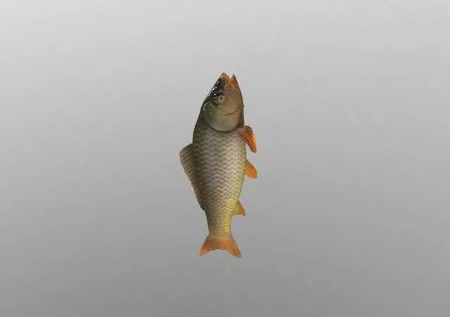 PBR Game 3D Models – Animated carp fish