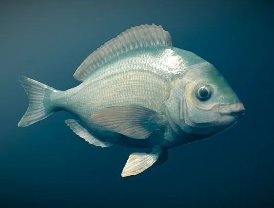 PBR Game 3D Models – Animated Fish (Black Seabream)