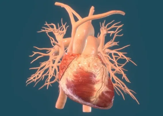 PBR Game 3D Models – Animated Heart Anatomy