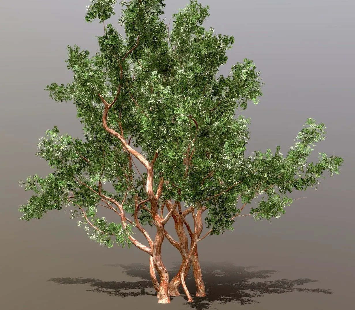 PBR Game 3D Models – Arrayan Luma Apiculata Low Poly