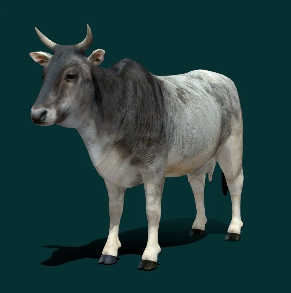 PBR Game 3D Models – Asian Zebu Cattle Low Poly