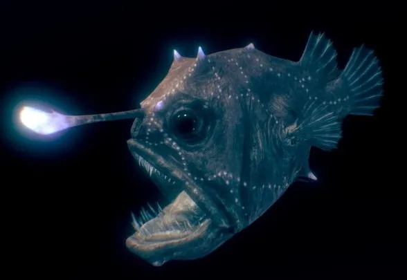 PBR Game 3D Models – Atlantic Footballfish