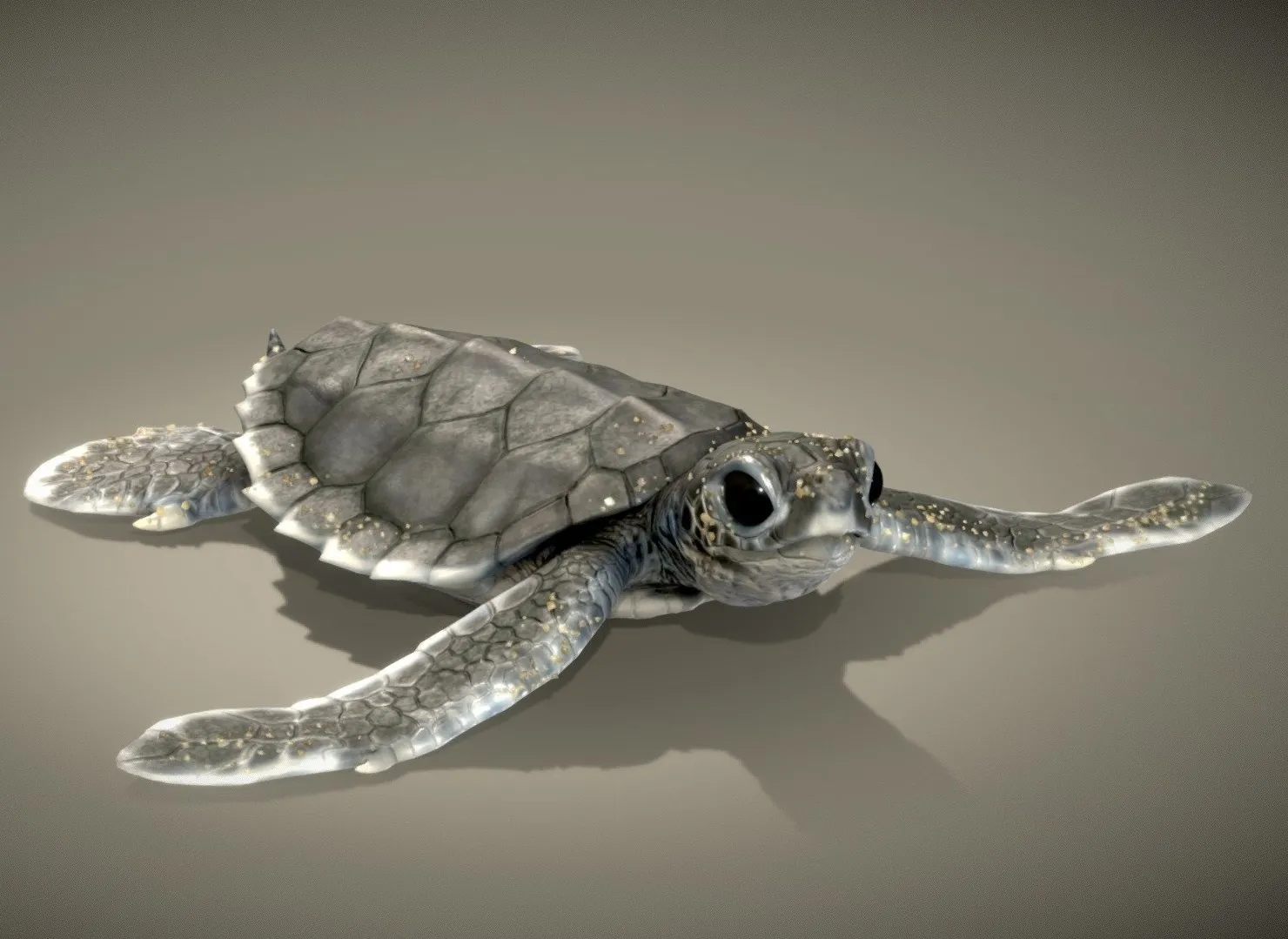 PBR Game 3D Models – Baby Green Sea Turtle ( Hatching )