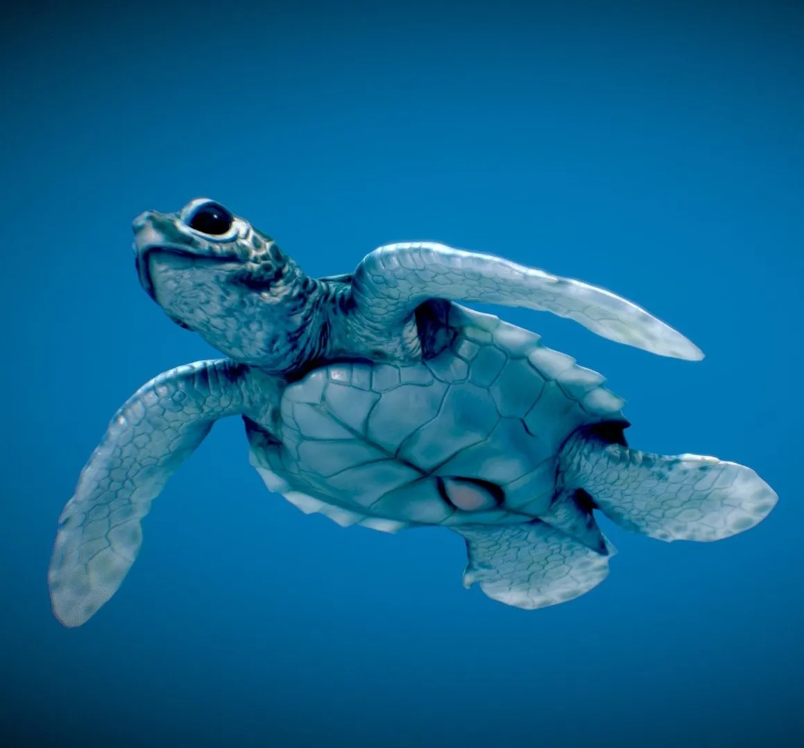 PBR Game 3D Models – Baby Green Sea Turtle
