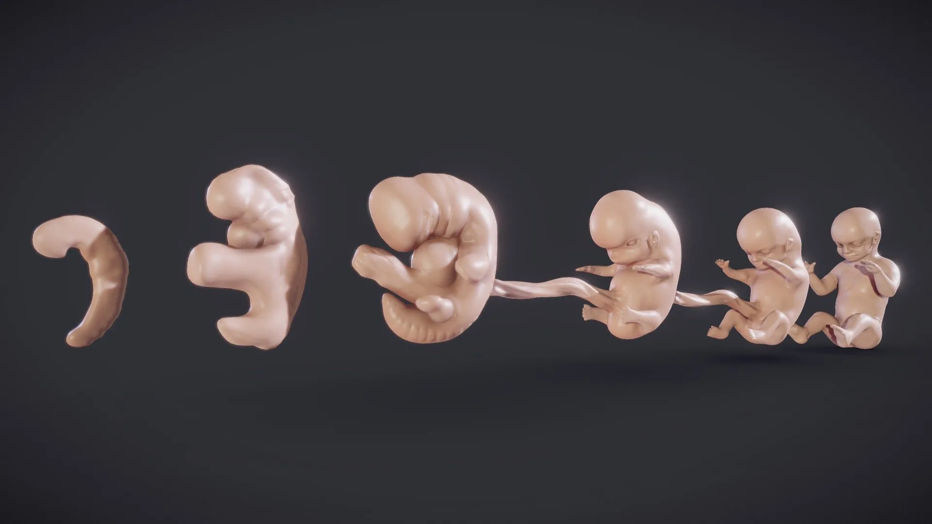 PBR Game 3D Models – Baby Stages Fetal Development