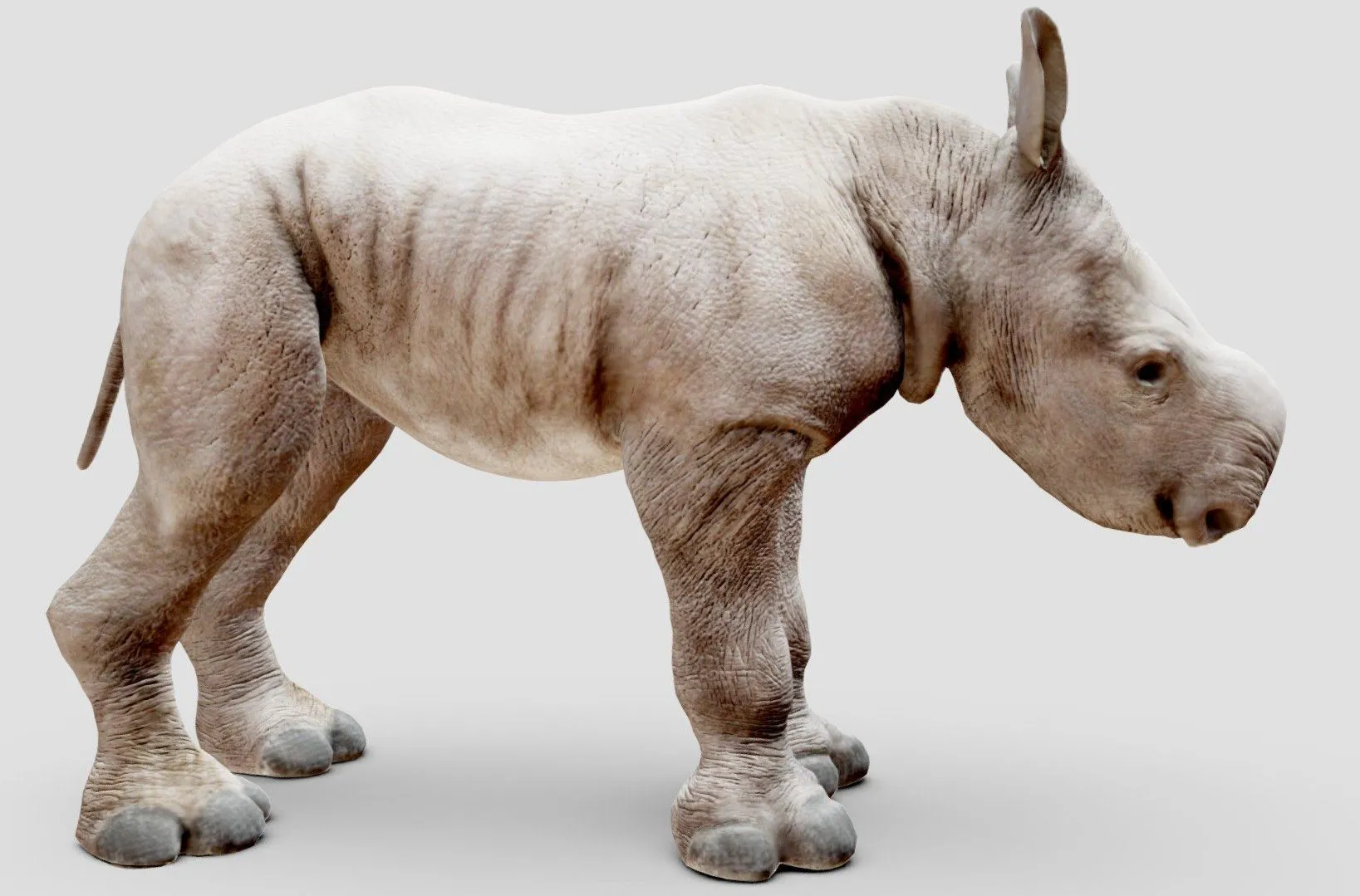 PBR Game 3D Models – Baby White Rhino Animal Static Pose One Of Five