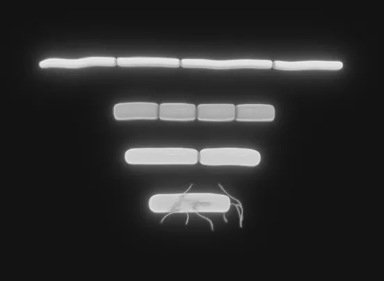 PBR Game 3D Models – Bacillus Bacteria