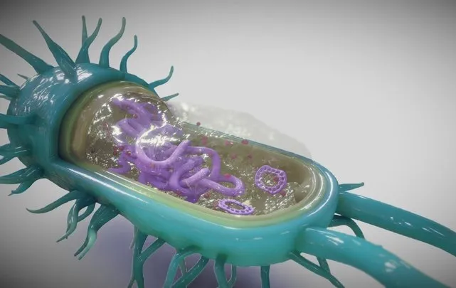 PBR Game 3D Models – Bacterial Cell Structure
