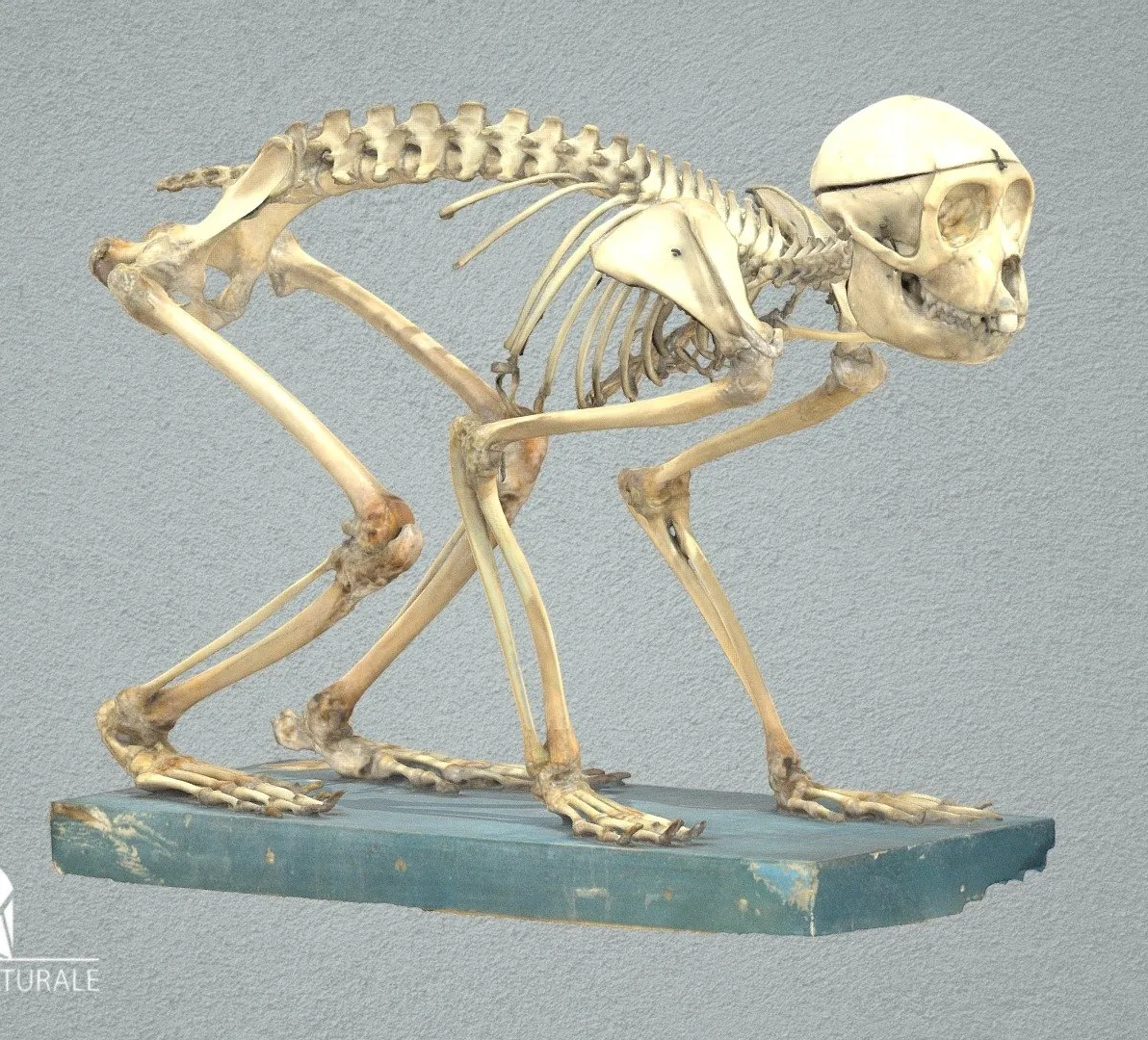 PBR Game 3D Models – Barbary Macaque