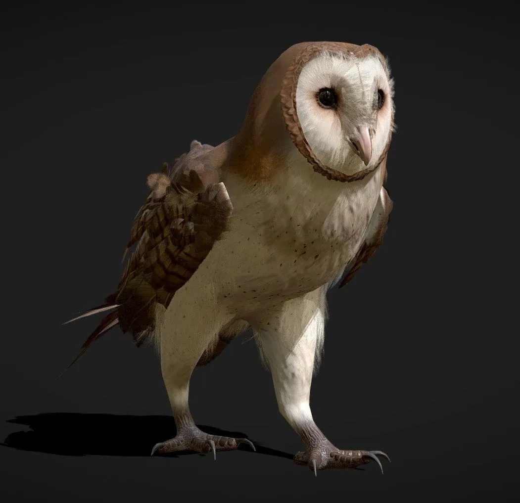 PBR Game 3D Models – Barn Owl Animated Low Poly Model