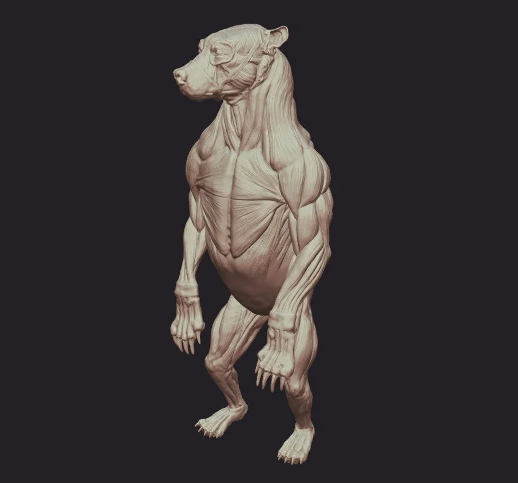 PBR Game 3D Models – Bear Anatomy