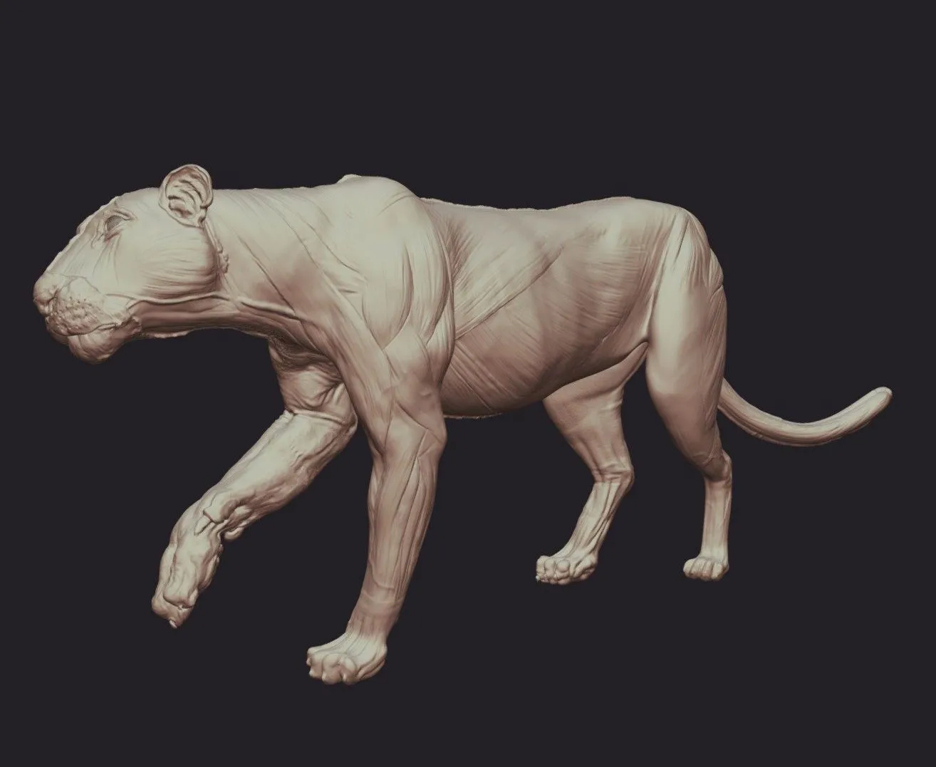 PBR Game 3D Models – Bengal Tiger Anatomy Base Wip