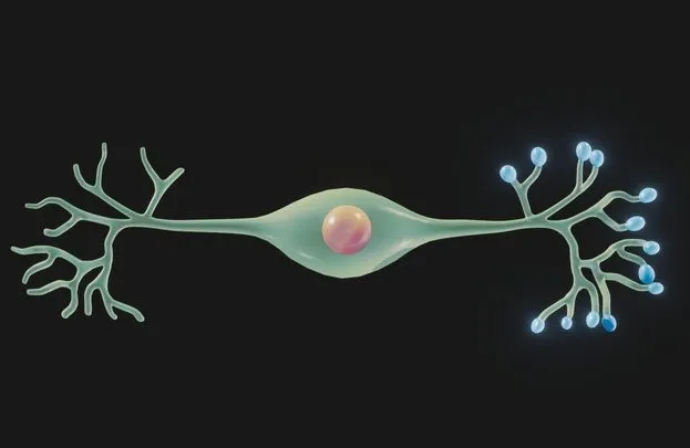 PBR Game 3D Models – Bipolar Neuron Structure