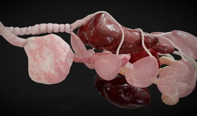 PBR Game 3D Models – Bird Internal Organs