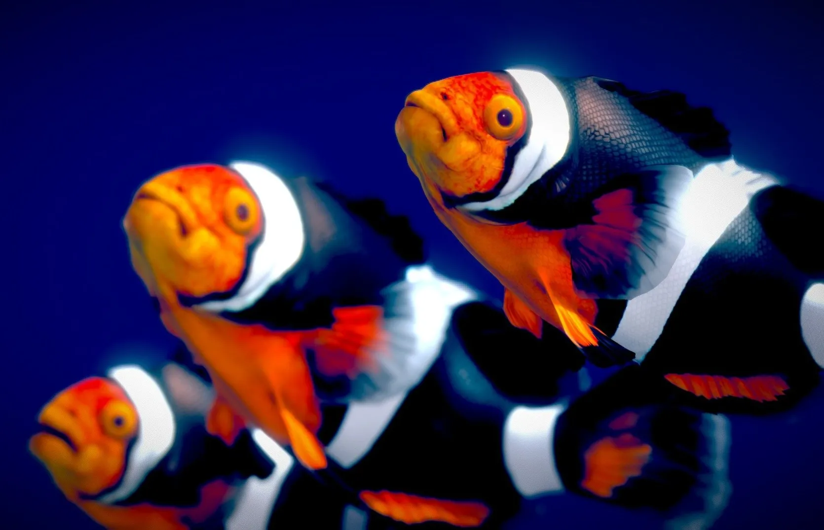 PBR Game 3D Models – Black Photon Clownfish