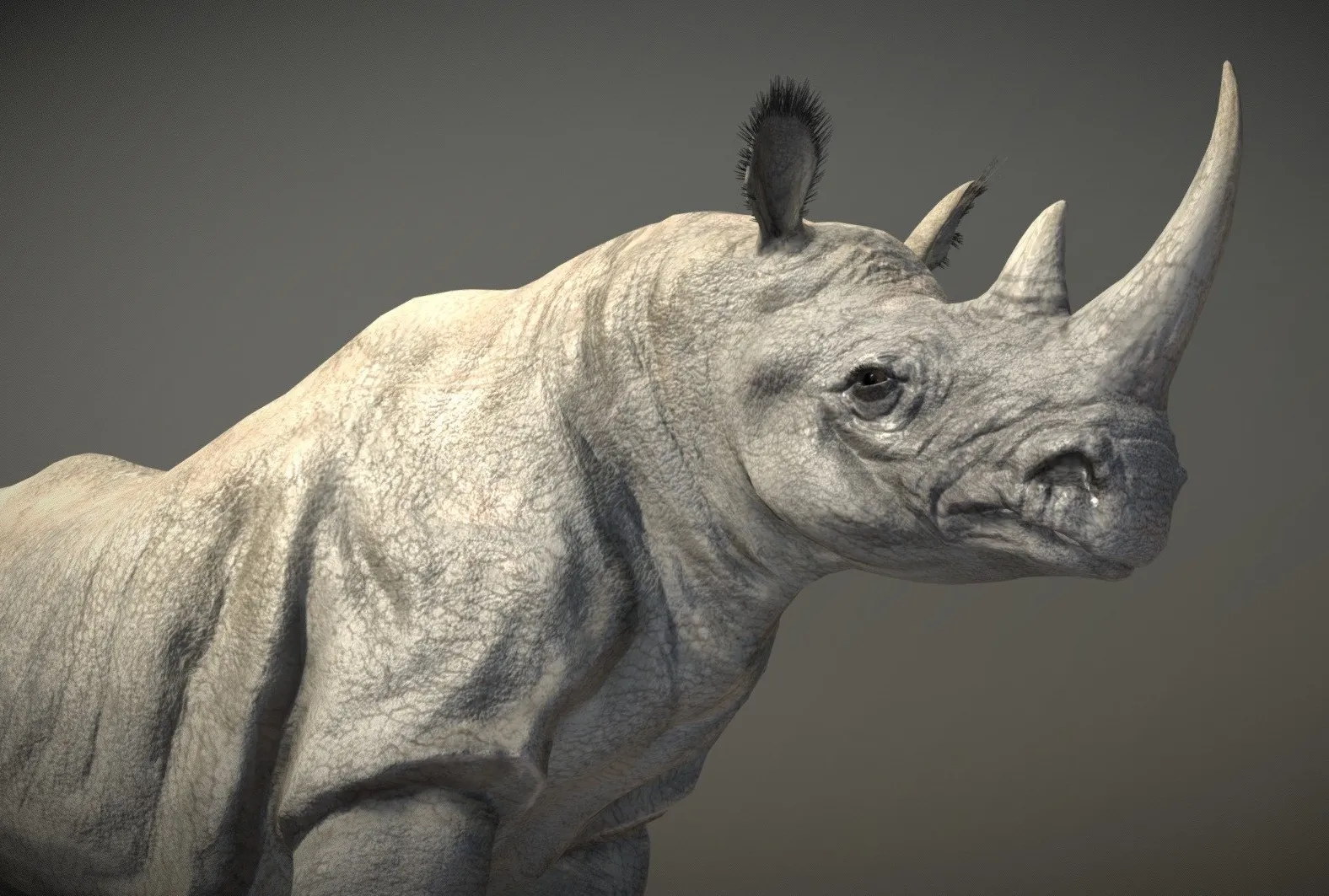 PBR Game 3D Models – Black Rhinoceros