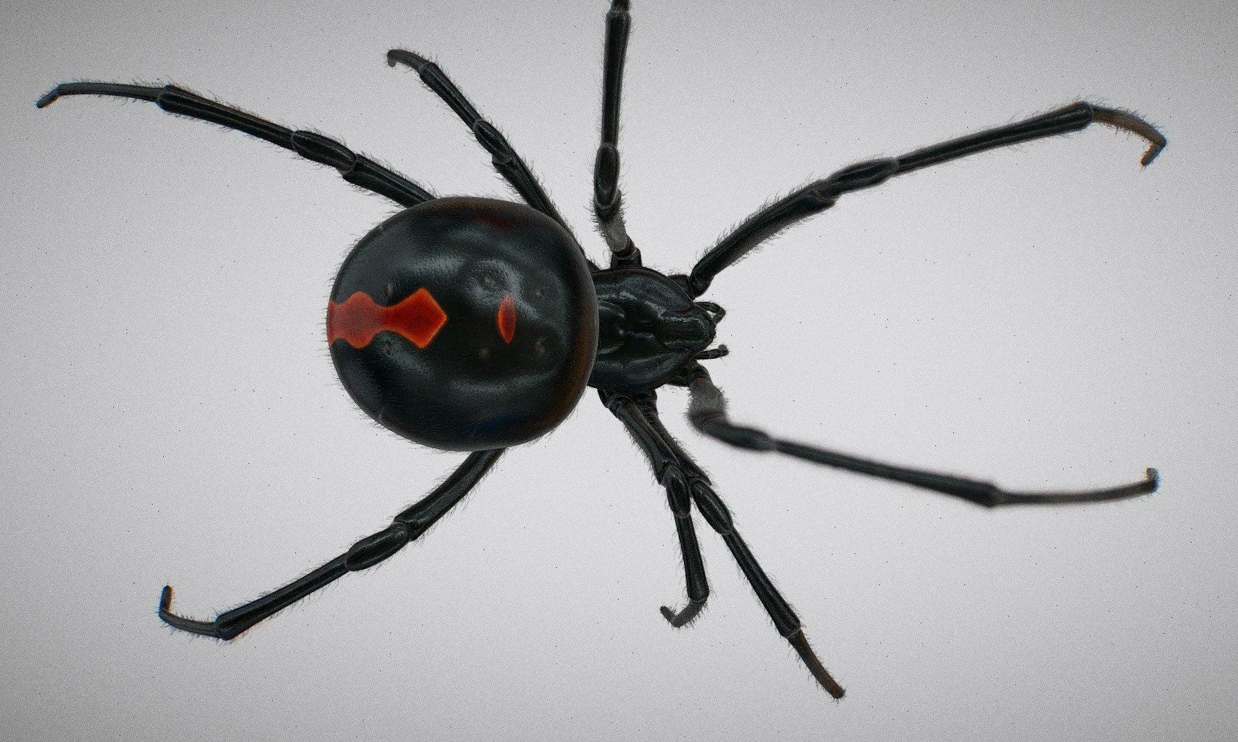 PBR Game 3D Models – Black widow spider