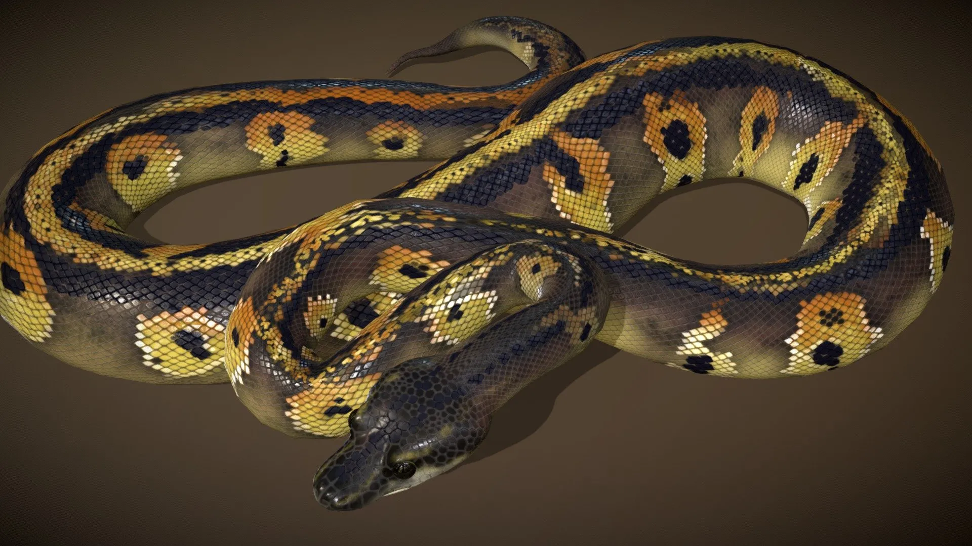 PBR Game 3D Models – Blackhead Ball Python