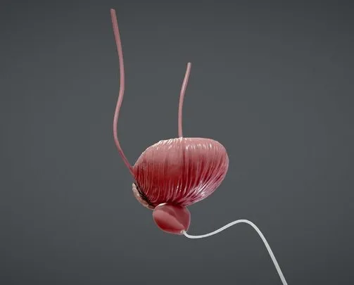 PBR Game 3D Models – Bladder And Prostate Anatomy