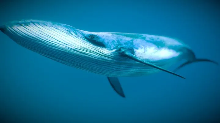 PBR Game 3D Models – Blue Whale