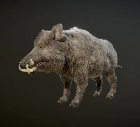 PBR Game 3D Models – BOAR ANIMATIONS