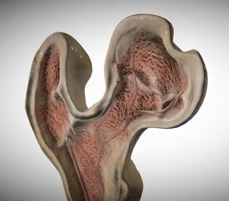 PBR Game 3D Models – Bone CS