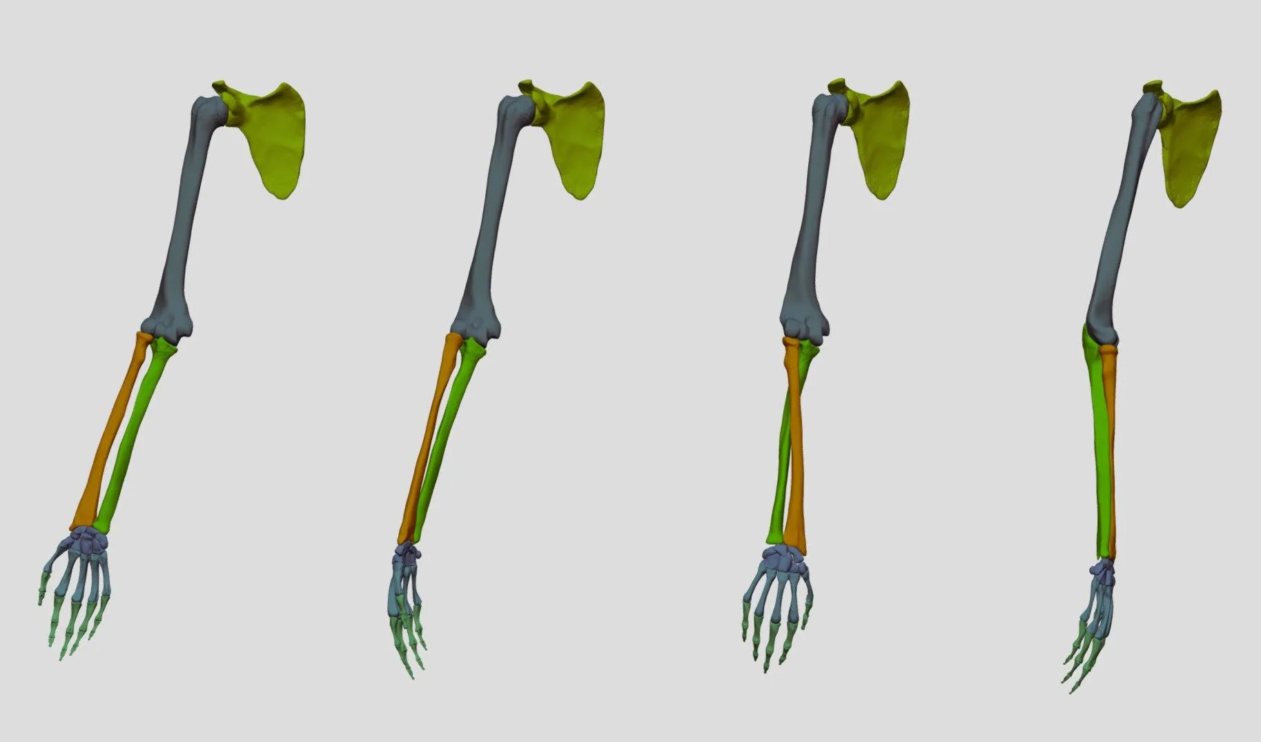 PBR Game 3D Models – Bones Of The Arm Stages Of Pronation
