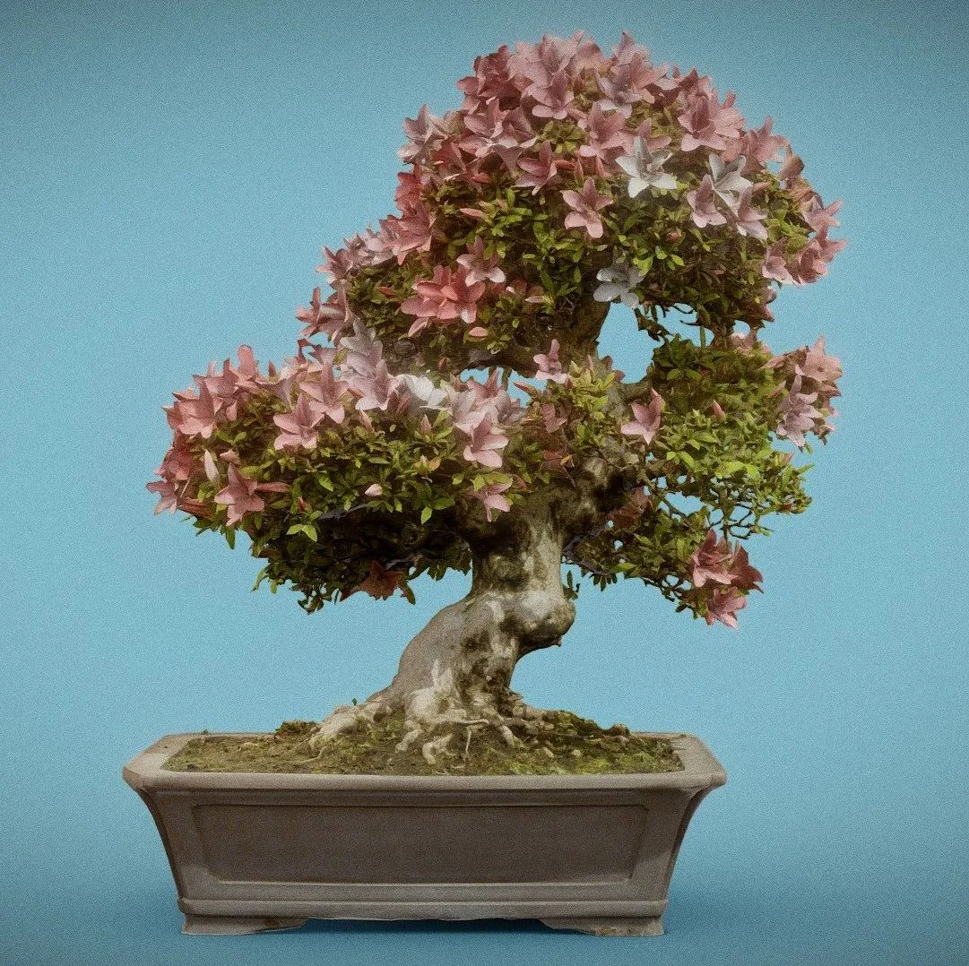 PBR Game 3D Models – Bonsai 12