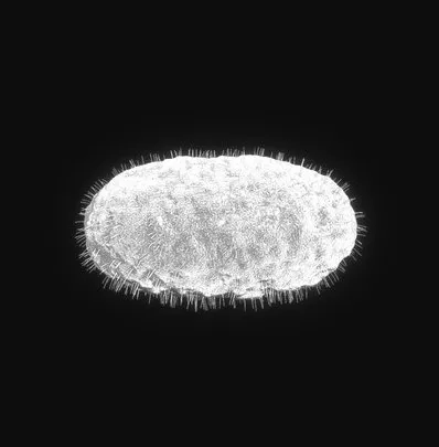 PBR Game 3D Models – Bordetella Pertussis Bacteria