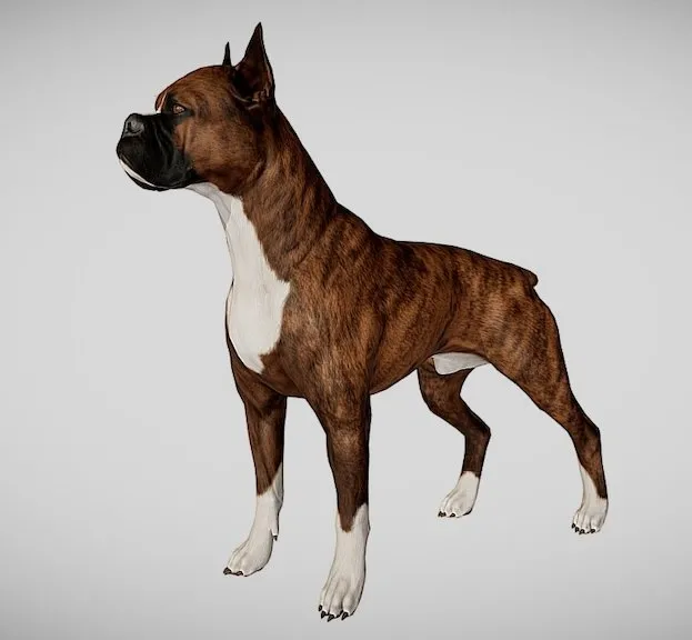 PBR Game 3D Models – Boxer Dog