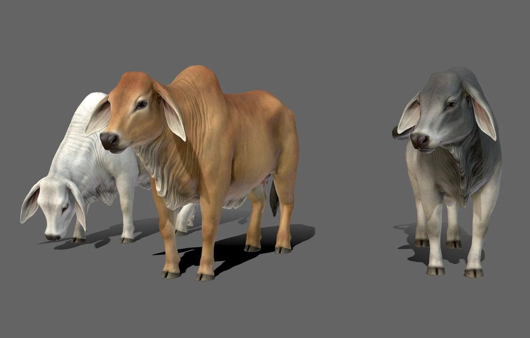 PBR Game 3D Models – Brahman Cows