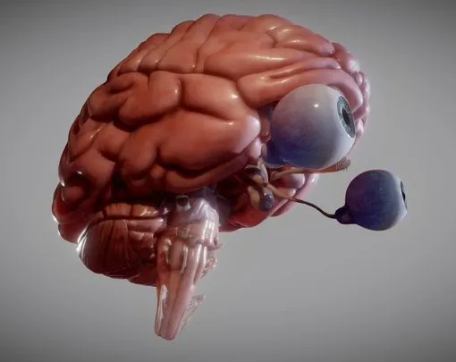 PBR Game 3D Models – Brain, Brain Stem And The Eyes