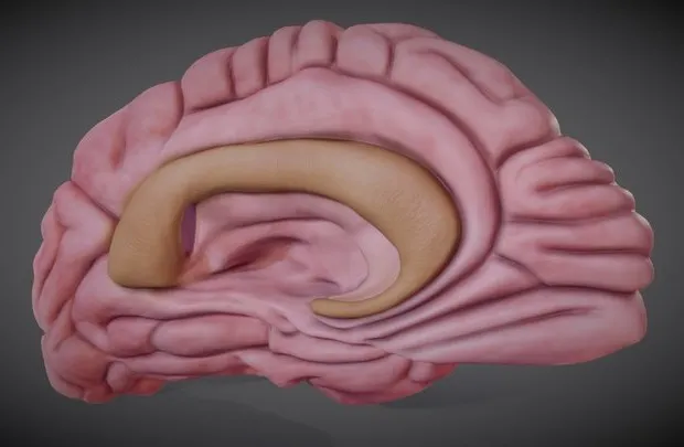 PBR Game 3D Models – Brain Left Hemisphere