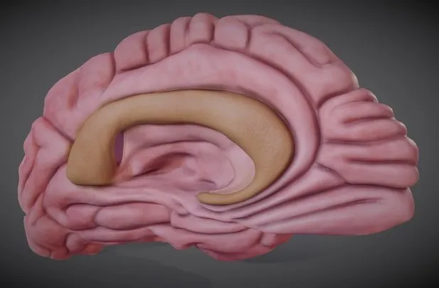 PBR Game 3D Models – Brain Left Hemisphere