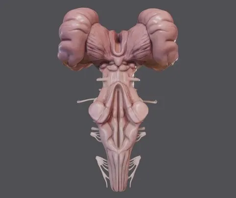 PBR Game 3D Models – Brain Stem