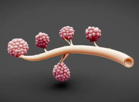 PBR Game 3D Models – Breast Lactiferous Duct Anatomy