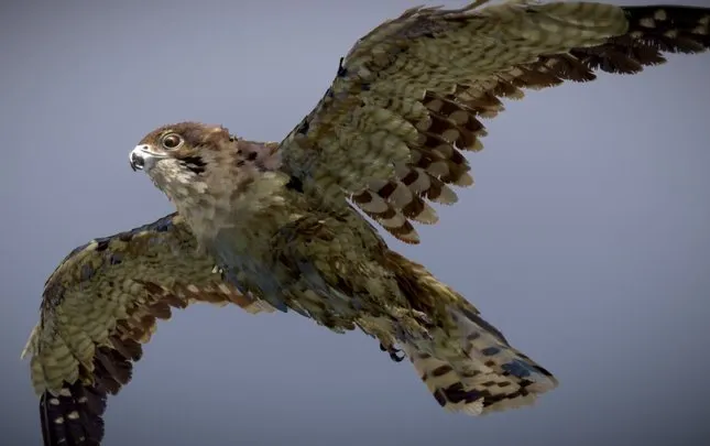 PBR Game 3D Models – Brown Falcon