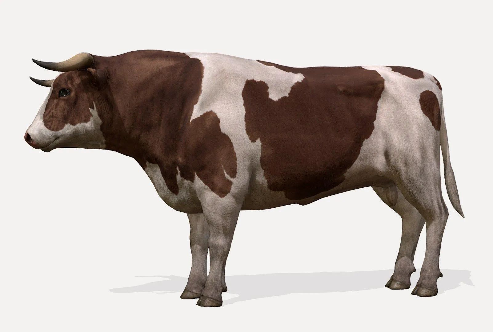 PBR Game 3D Models – Bull Animations