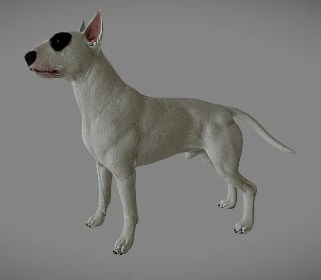 PBR Game 3D Models – Bull Terrier