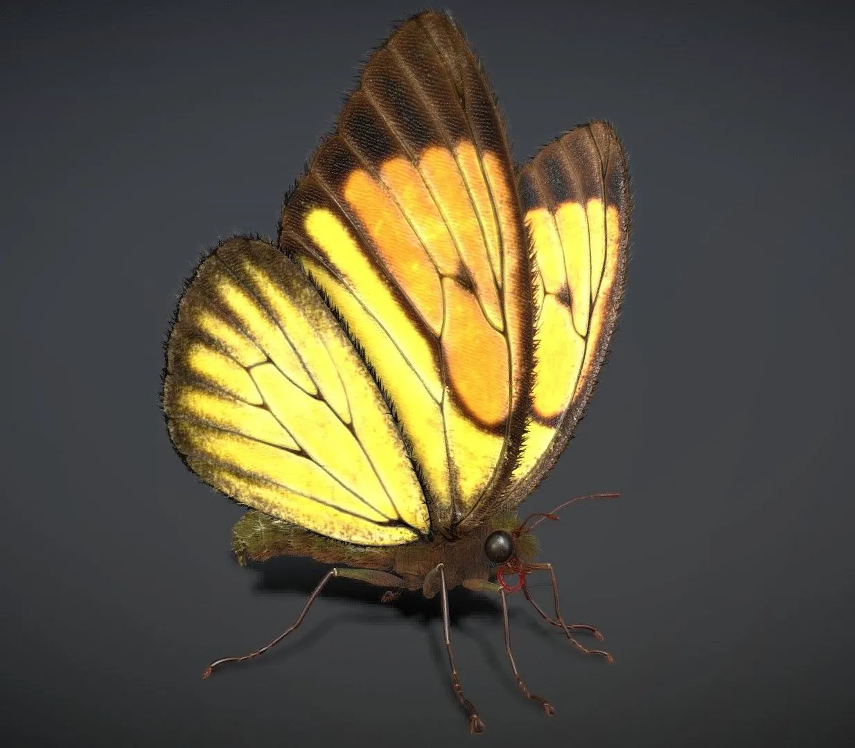PBR Game 3D Models – Butterfly Rigged Animated PBR