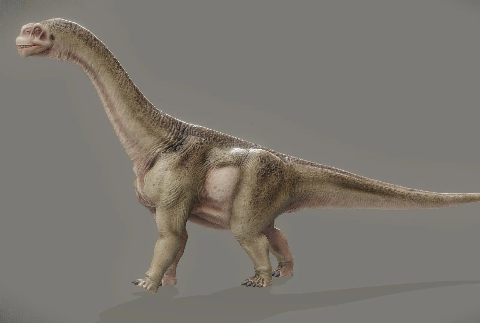 PBR Game 3D Models – Camarasaurus Lentus