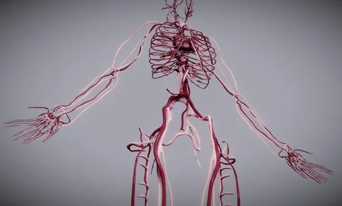 PBR Game 3D Models – Cardiovascular System