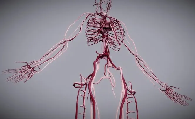 PBR Game 3D Models – Cardiovascular System