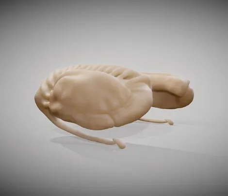 PBR Game 3D Models – Caudate Putamen