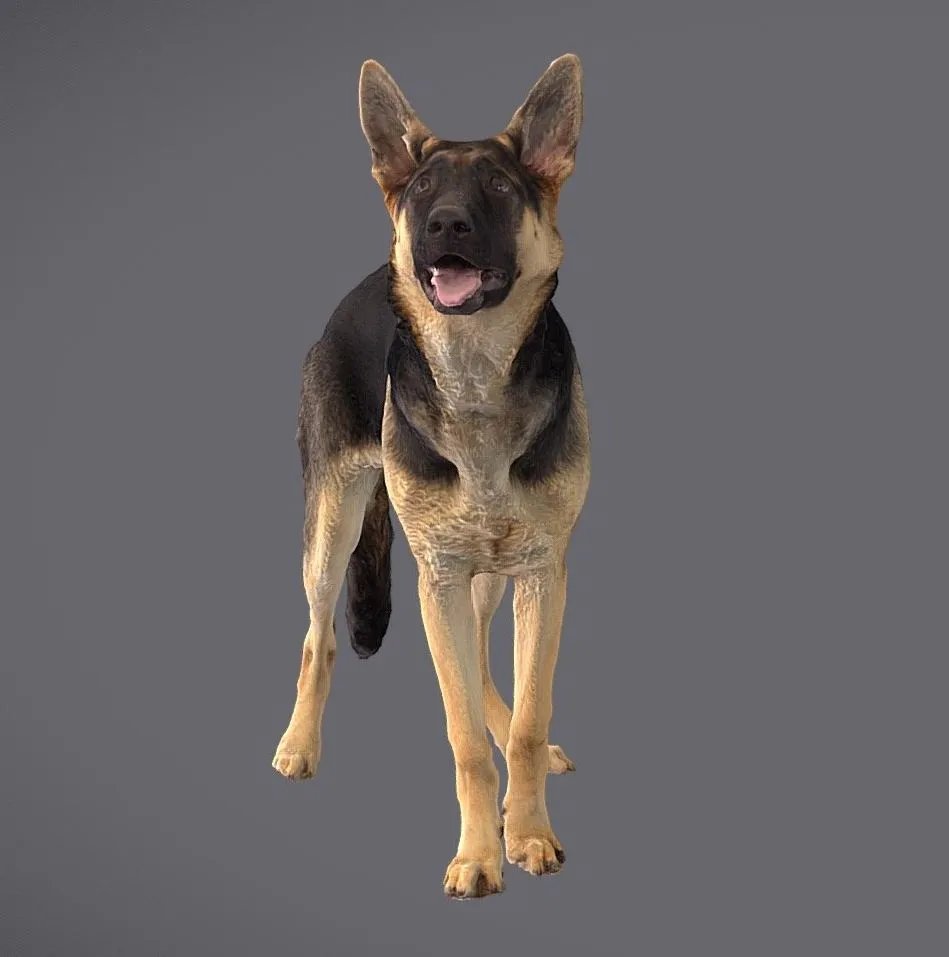 PBR Game 3D Models – Cd Gsd Puppy Scan