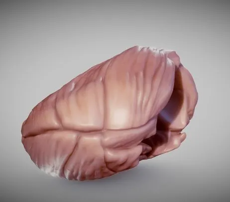 PBR Game 3D Models – Cerebellum