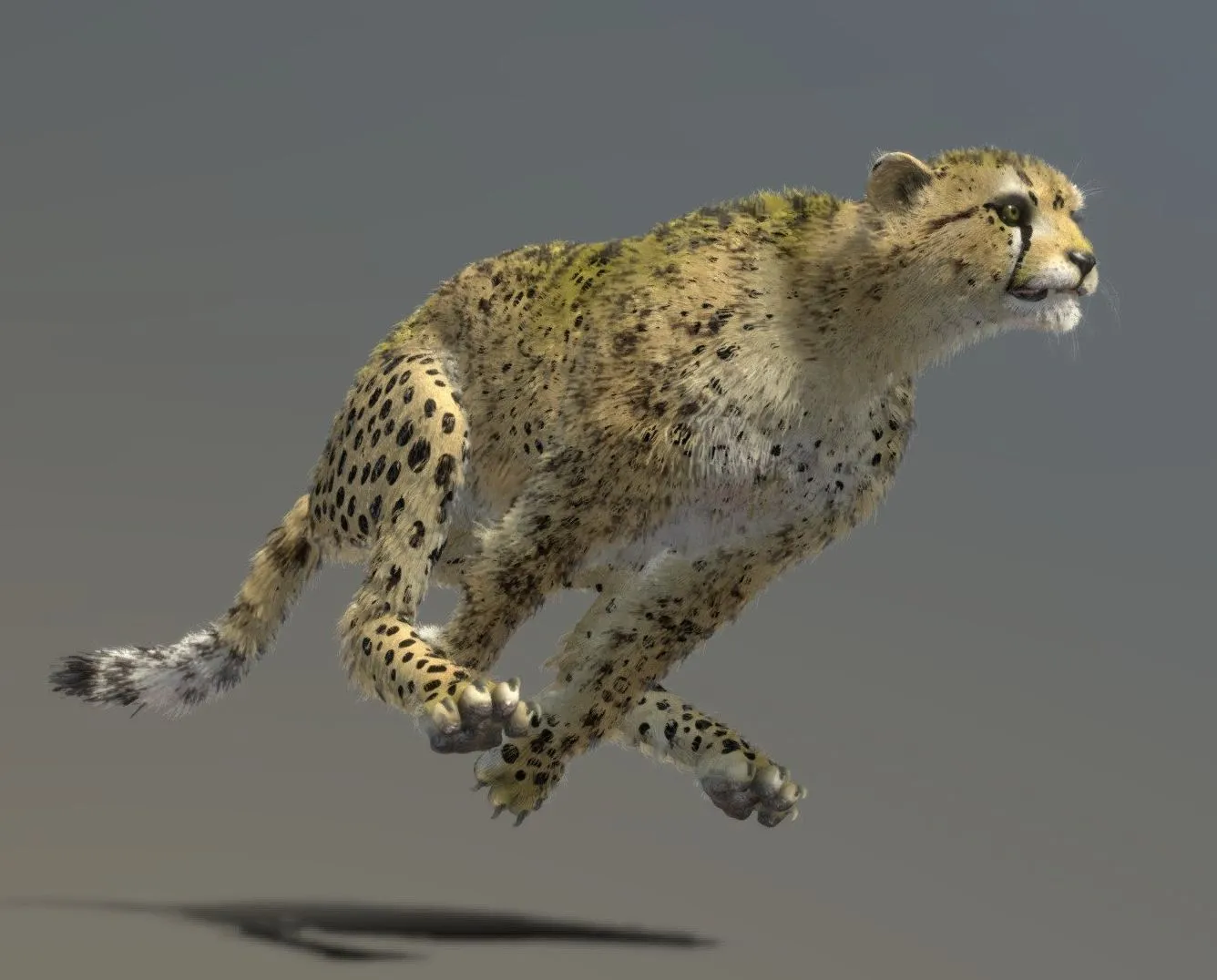 PBR Game 3D Models – Cheetah